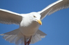 gaviota argÃ©ntea