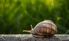 Caracol