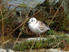 gaviota