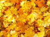 esmalte de oro del otoÃ±o 2