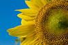 girasoles