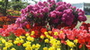 Flores de primavera