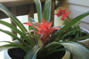 planta, flor