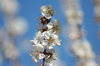 flor 1