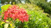 flor