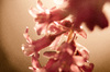 flores de color rosa en la madrugada la luz del sol