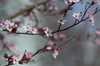 Primavera