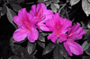 flores de color rosa
