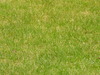gras verde