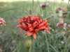 la flor