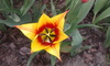 tulipán