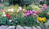 tulipán