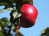 la fruta del otoño