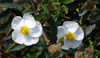flores blancas en un jardín