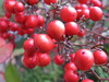 bayas nandina 2