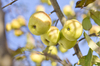 manzanas