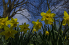 narcisos campo