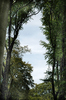 arco bosque
