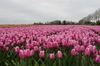 Tulipanes