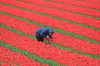 Tulipanes