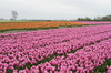 tulipÃ¡n