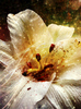 flor con polvo de oro