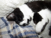 gato durmiendo