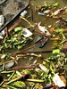 patrones de decay-