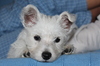 west highland terrier cachorro 3