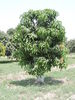 árbol de mango