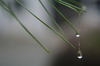 closeraindrops sobre agujas de pino