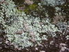líquenes árbol