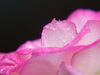 rosa y gotas