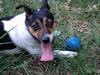 Jack Russel terrier suus
